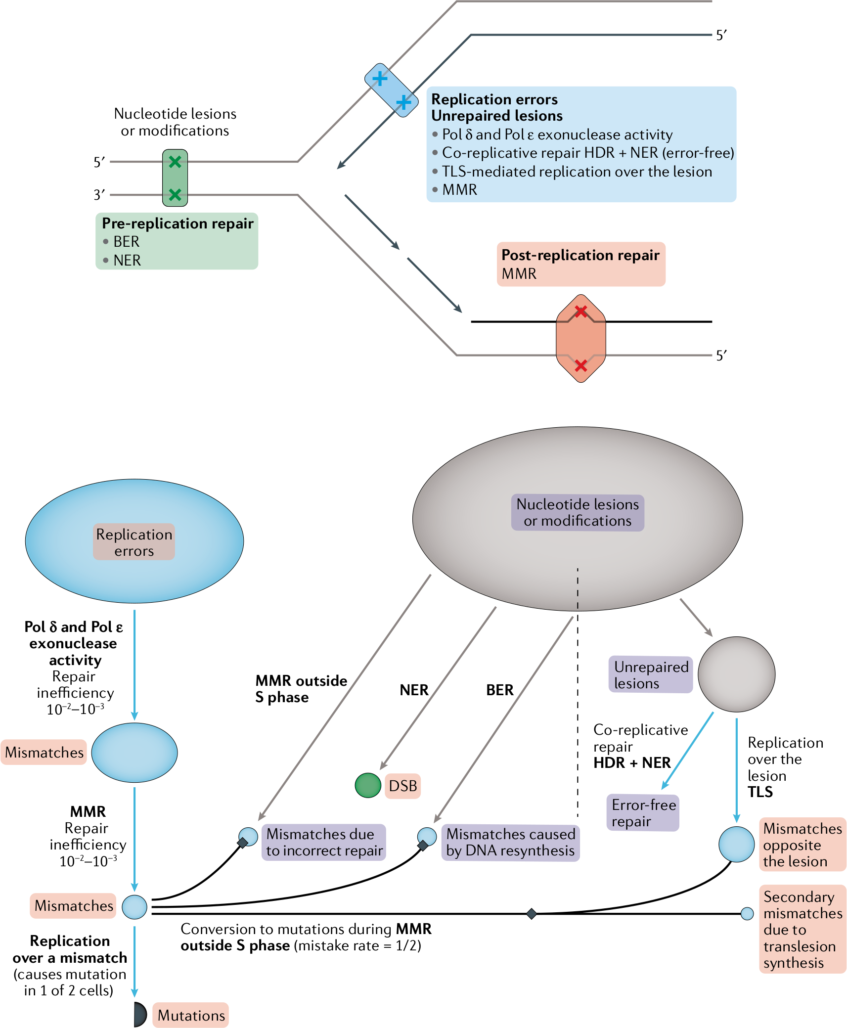 Seplyarskiy & Sunyaev, Nature Reviews Genetics (2021)